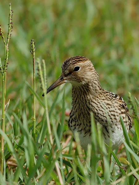 Palsasirri, Pectoral Sandpiper, Calidris melanotos